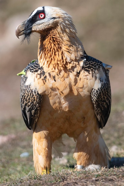 Lammergier gypaetus barbatus lerida spanje