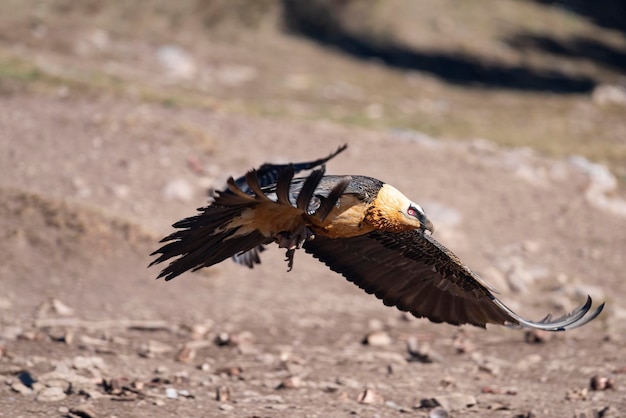 Lammergier Gypaetus barbatus Lerida Spanje