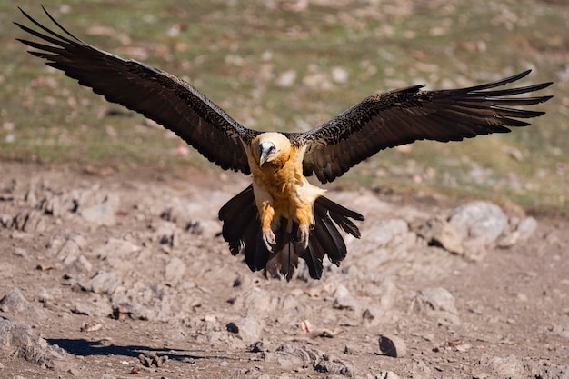 Lammergier Gypaetus barbatus Lerida Spanje