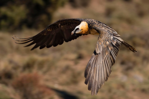 Lammergier Gypaetus barbatus Lerida Spanje