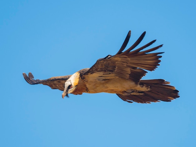 Lammergier Gypaetus barbatus Lerida Spanje