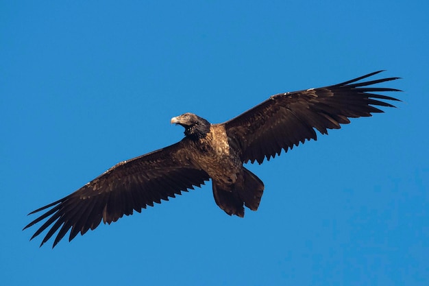 Lammergier Gypaetus barbatus Lerida Spanje