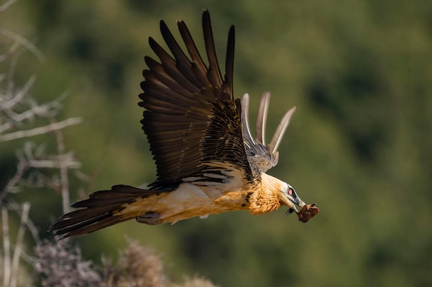 Lammergier Gypaetus barbatus Lerida Spanje