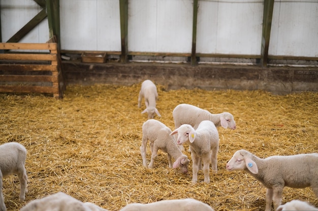 Lammetje kijkt uit de kudde schapen in de stal