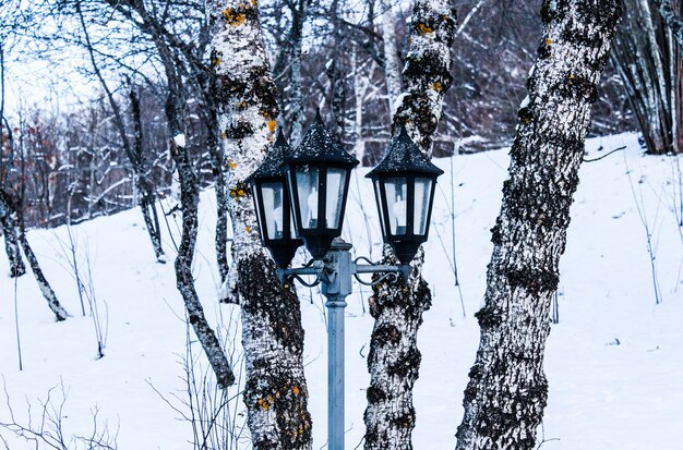 写真 雪の中のランプ