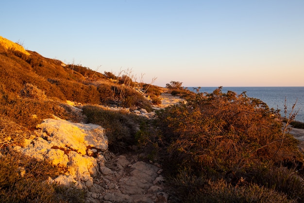 Lampedusa vegetation in the summer season