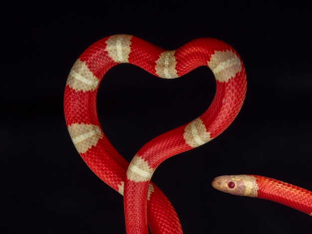 Lampropeltis triangulum, algemeen bekend als de melkslang of melkslang, is een soort koningslang.