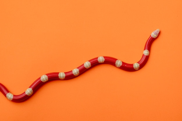 Lampropeltis triangulum, algemeen bekend als de melkslang of melkslang, is een soort koningsslang.