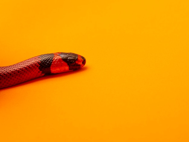 Lampropeltis triangulum, algemeen bekend als de melkslang of melkslang, is een soort koningsslang.