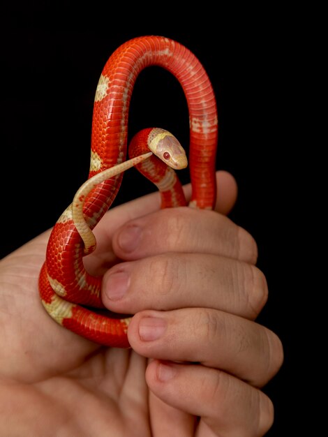 Lampropeltis triangulum, algemeen bekend als de melkslang of melkslang, is een soort koningsslang.