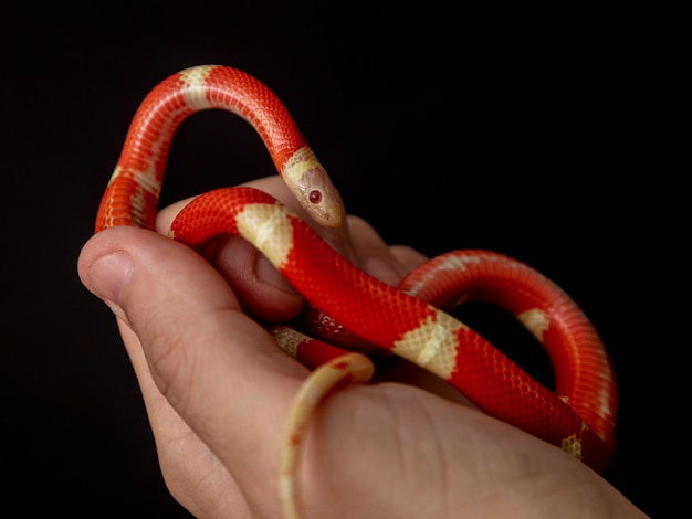 Lampropeltis triangulum, algemeen bekend als de melkslang of melkslang, is een soort koningsslang