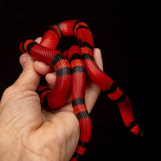 Lampropeltis triangulum, algemeen bekend als de melkslang of melkslang, is een soort koningsslang