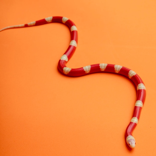 일반적으로 우유 뱀 또는 우유 뱀으로 알려진 Lampropeltis 삼각형은 킹 스네이크의 한 종입니다.