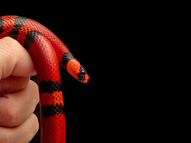 Lampropeltis triangulum, широко известная как молочная змея или молочная змея, является разновидностью королевской змеи.