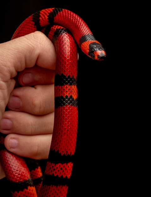 Lampropeltis triangulum, commonly known as the milk snake or milksnake, is a species of kingsnake.