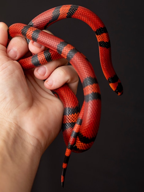 Lampropeltis triangulum, широко известная как молочная змея или молочная змея, является разновидностью королевской змеи.