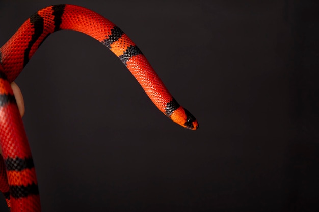 Foto lampropeltis triangulum comunemente noto come serpente del latte o serpente del latte è una specie di serpente reale
