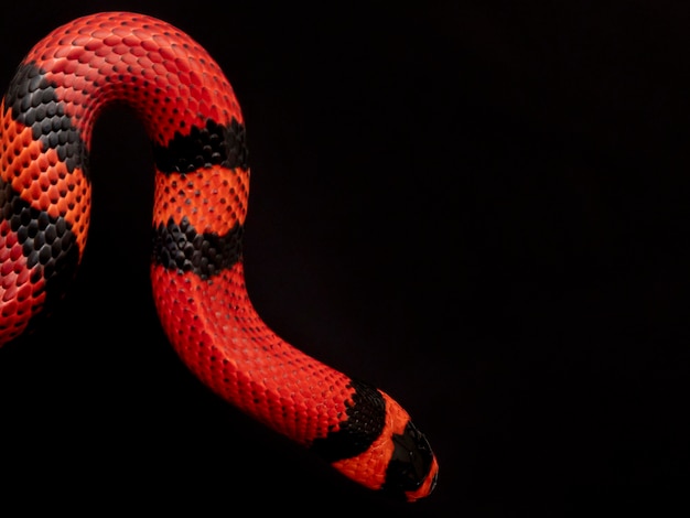 Foto lampropeltis triangulum comunemente noto come serpente del latte o serpente del latte è una specie di serpente reale