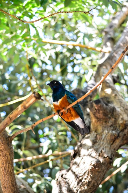 Lamprotornis superbus estornino soberbio