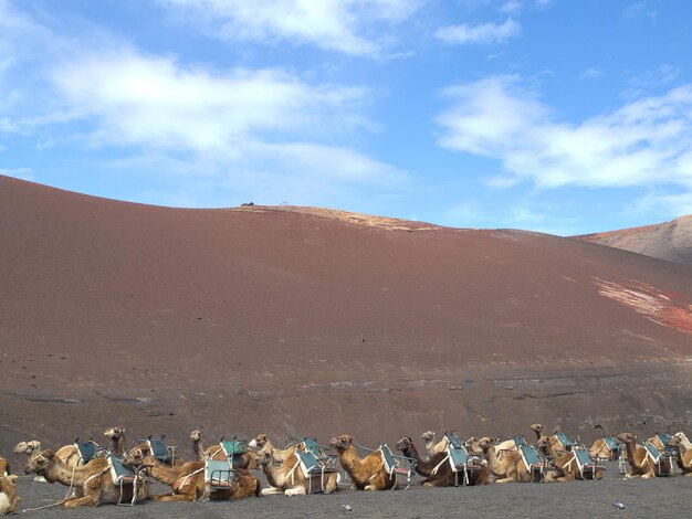 Photo lanazarote island