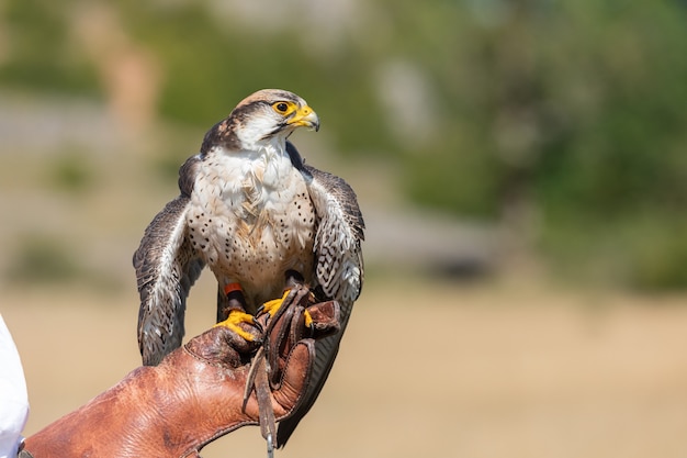 Lancer Falcon tijdens een show in het wild