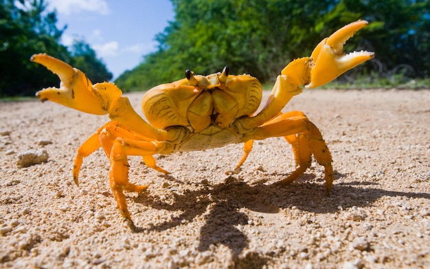 Land crab standing on the ground and spread its claws