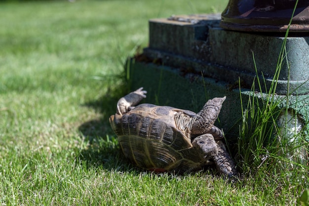 The land domestic tortoise has fallen and lies upside down on the grass near the support