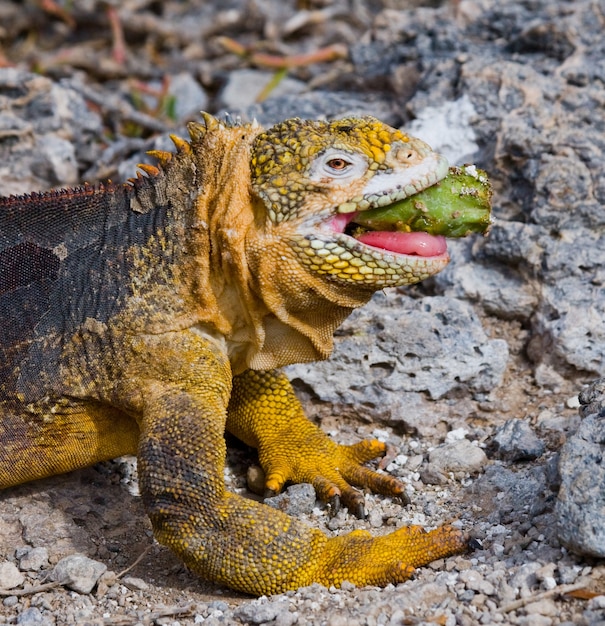 Land iguana is eating cactus