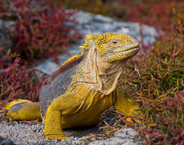 Land iguana is sitting on the rocks