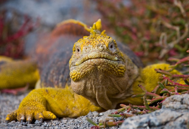 L'iguana di terra è seduta sulle rocce