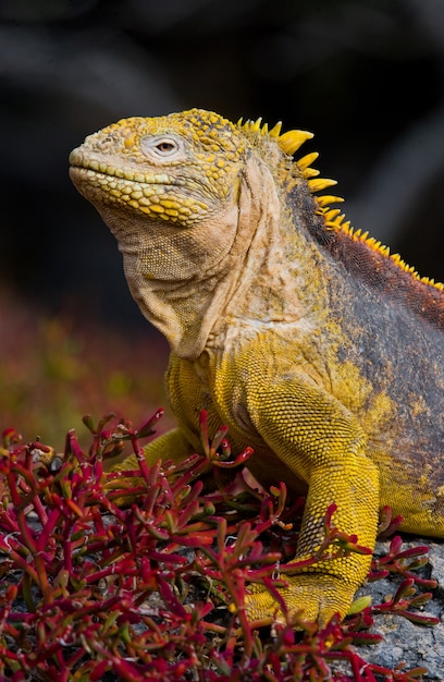 Land iguana is sitting on the rocks