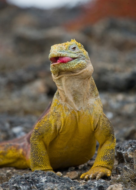 Land iguana is sitting on the rocks