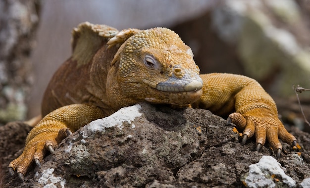 Land iguana is sitting on the rocks