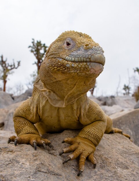 Land iguana is sitting on the rocks