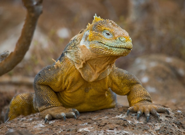 Land iguana is sitting on the rocks