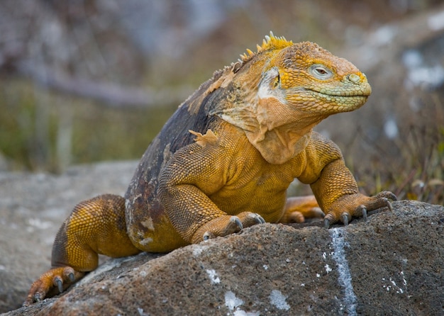 Land iguana is sitting on the rocks