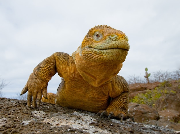 Land iguana is sitting on the rocks