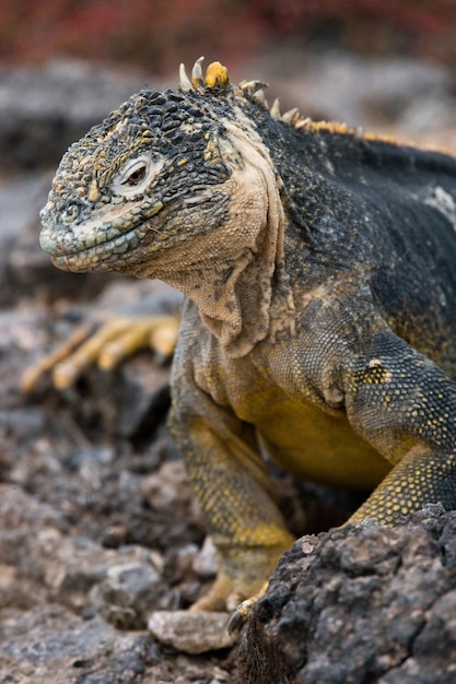 Land iguana is sitting on the rocks