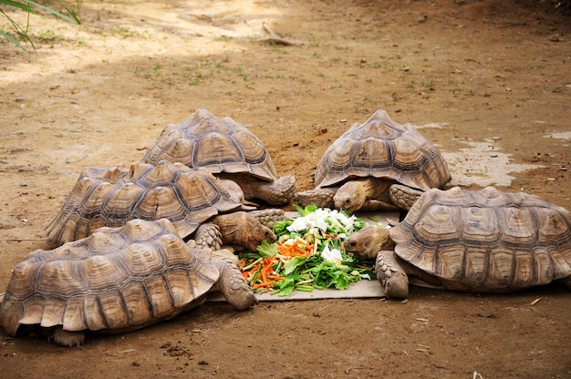 육지 장수 동물 거북이 야채