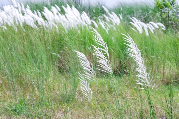 Land met vol wild stipa-vedergras met witte bloemen