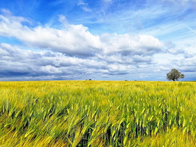 Photo land and sky