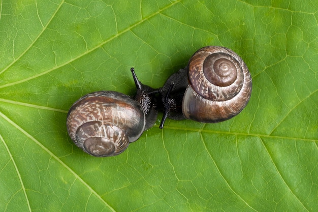 カタツムリを植物に着陸させる、クローズアップ。