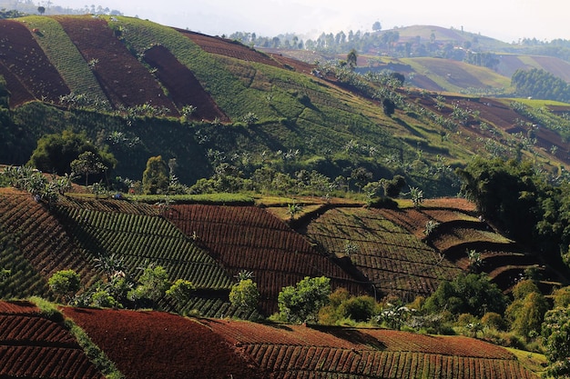 Foto terrazza di terra a lembang