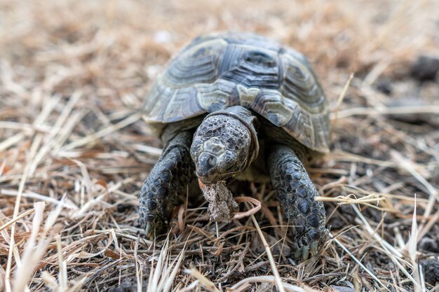 Land tortoise walking on dry grass