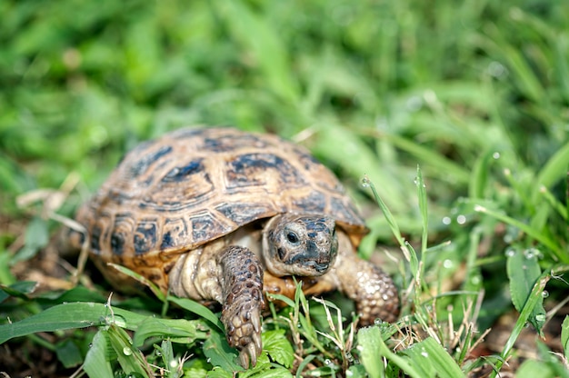 Land turtle in green grass in summer