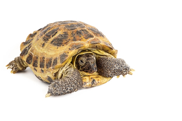 Photo land turtle isolated on a white surface