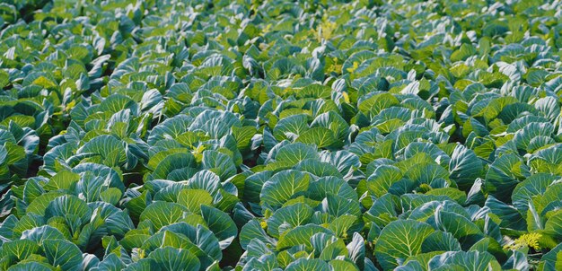 land van koolplantage op lentedag, biologische voeding.