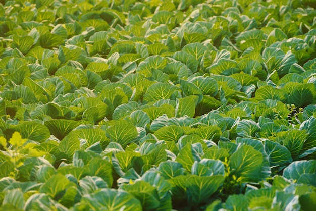 Land van koolplantage op lentedag