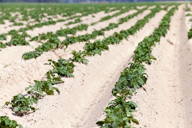 Landbouw aardappel veld