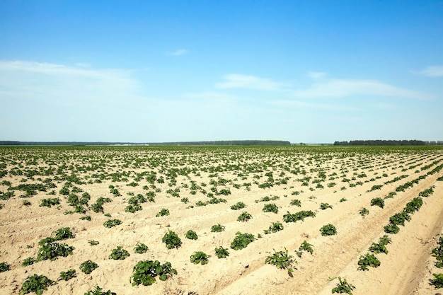 Landbouw aardappel veld